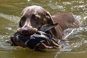 Wassertermin Weimaraner und Drahthaar Hessen