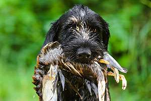 Hundekurse am Wasser