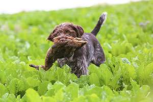 Hundekurs Feld