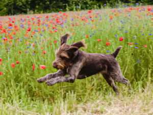 Gehorsam und Apport
