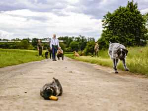Gehorsam und Apport