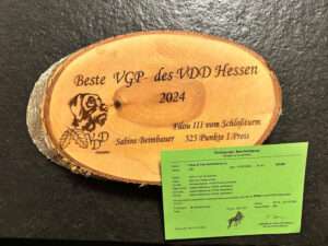 Filou III vom Schloßturm hat eine Ehrung für die beste VGP 2024 des VDD Hessen und die DGStb Nummer erhalten.