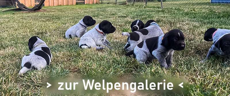 A-Wurf vom Idarkopf
Züchter: Philipp Hammen, Dorfstraße33
55624 Weitersbach 
015164318496
Philipp.Hammen@gmail.com