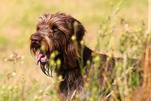 Auffrischungskurs VGP Hunde