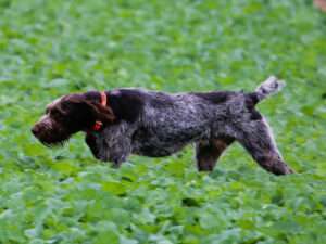 Alf II vom Kloster Beselich