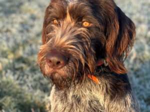 Alf II vom Kloster Beselich