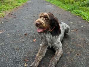 Alf II vom Kloster Beselich