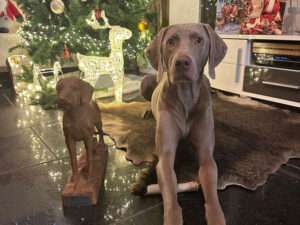 beste HZP ohne lebende Ente