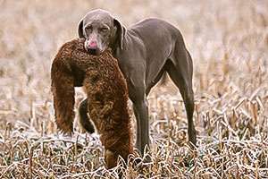 Bringtreue Vorbereitung