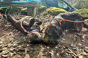 28.02.2026 Btr in Lützelbach