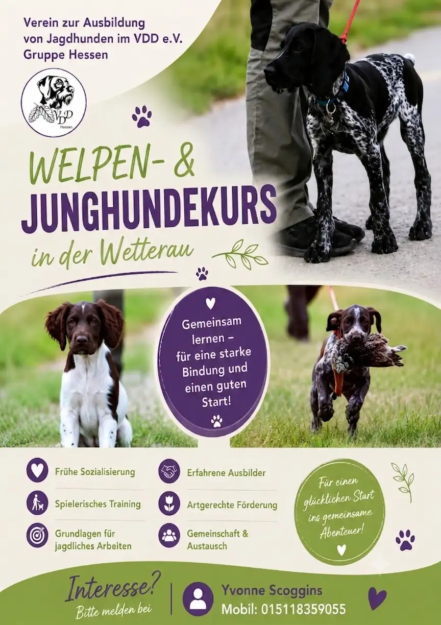 Welpen und Junghundekurs im VDD Hessen